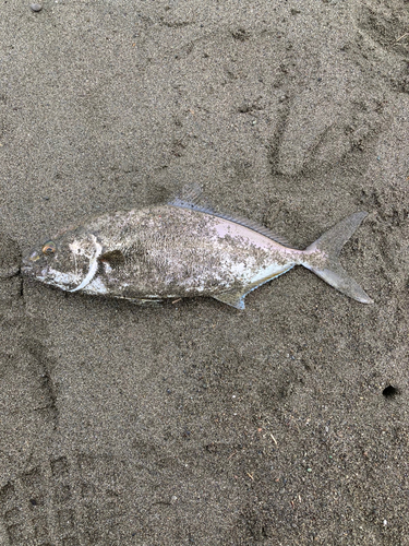 ショゴの釣果