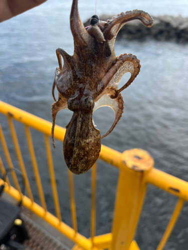 イイダコの釣果