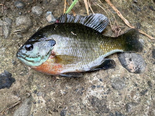 ブルーギルの釣果