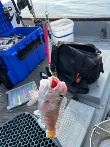 シロアマダイの釣果