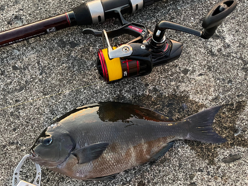 クロメジナの釣果