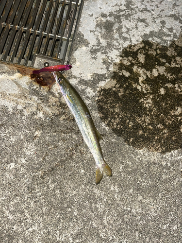 カマスの釣果