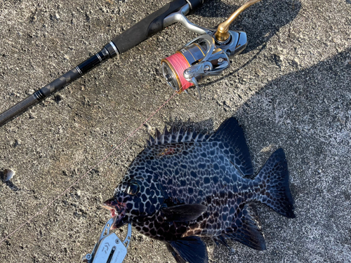 イシガキダイの釣果