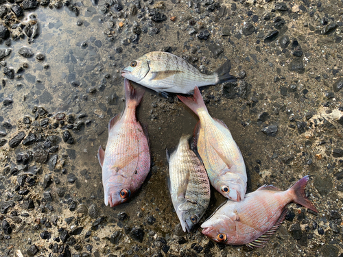 チヌの釣果