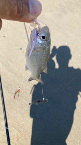 ツバメコノシロの釣果