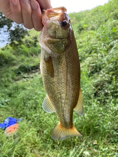 ラージマウスバスの釣果