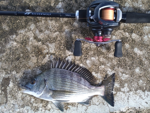 チヌの釣果