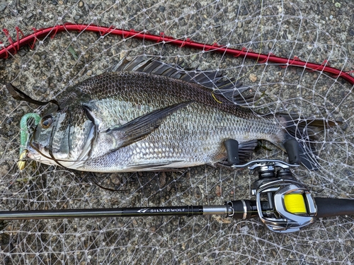 チヌの釣果