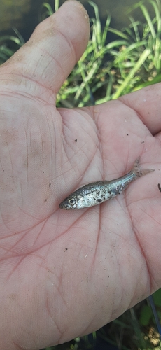 モロコの釣果