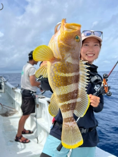 アオハタの釣果