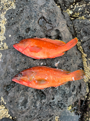 アカハタの釣果