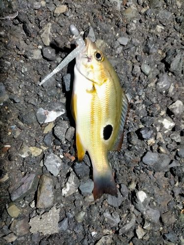 クロホシフエダイの釣果