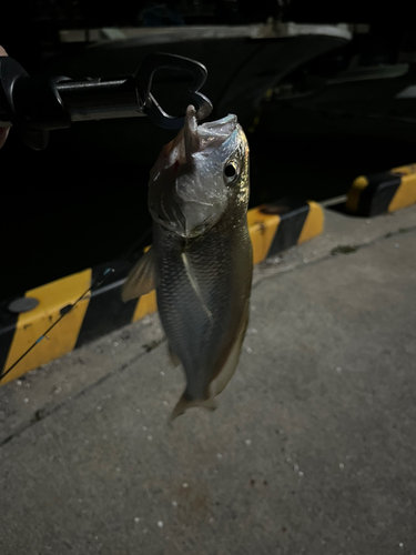 イシモチの釣果