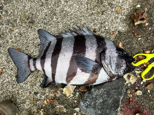 イシダイの釣果