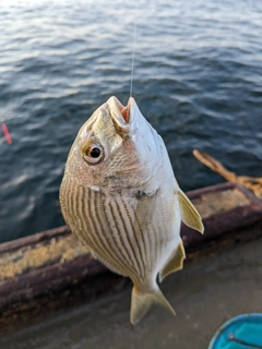 ヘダイの釣果