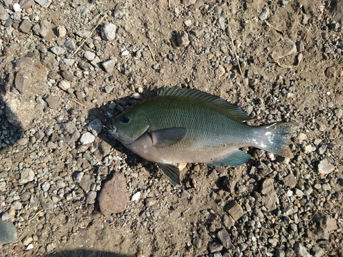 クロの釣果