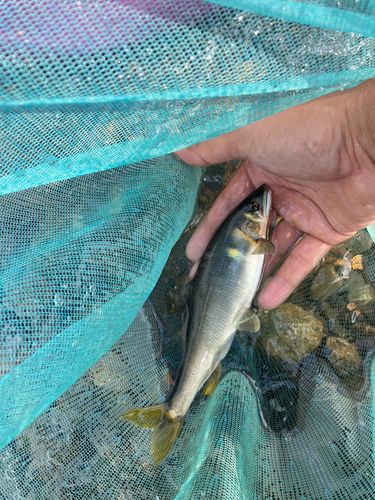 アユの釣果