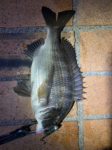 チヌの釣果