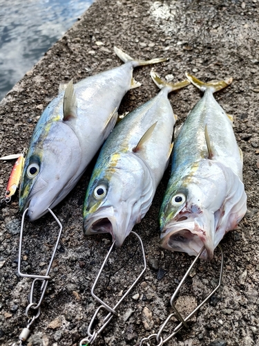 ツバイソの釣果