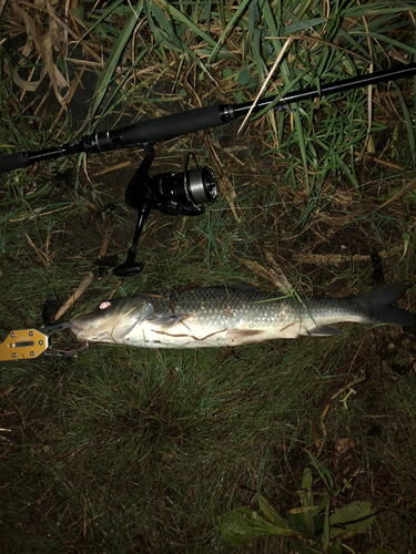 ニゴイの釣果