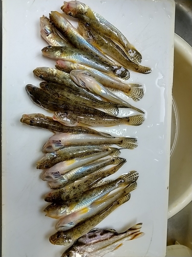 マハゼの釣果