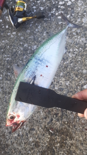 サバの釣果