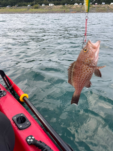 オオモンハタの釣果