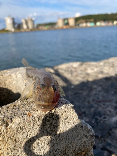 ハゼの釣果