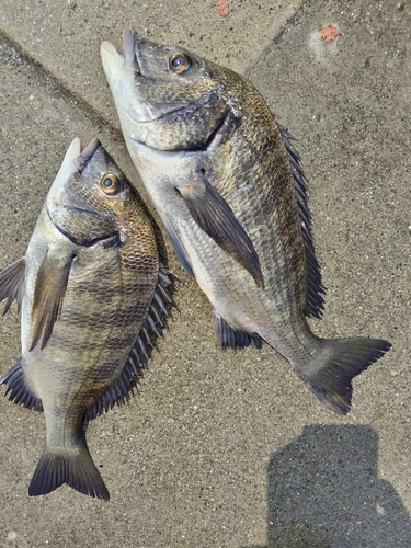 チヌの釣果