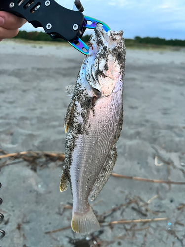 ニベの釣果