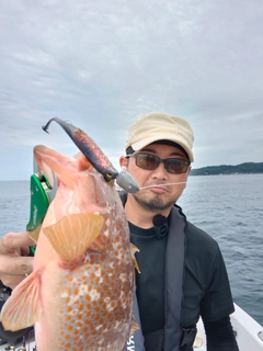 キジハタの釣果