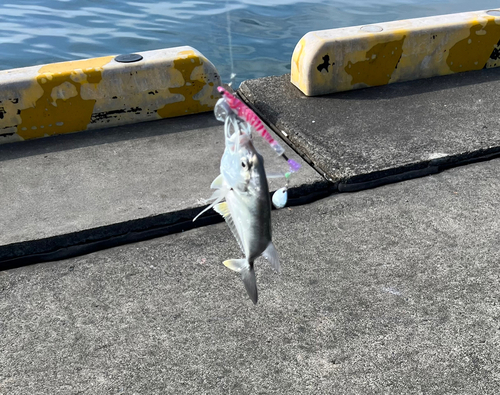 メッキの釣果