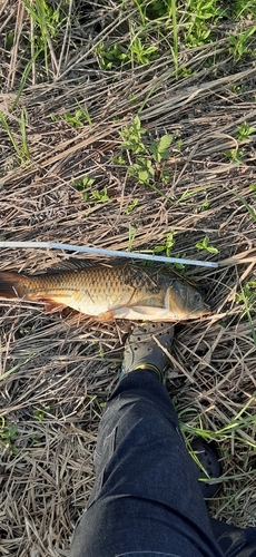 コイの釣果