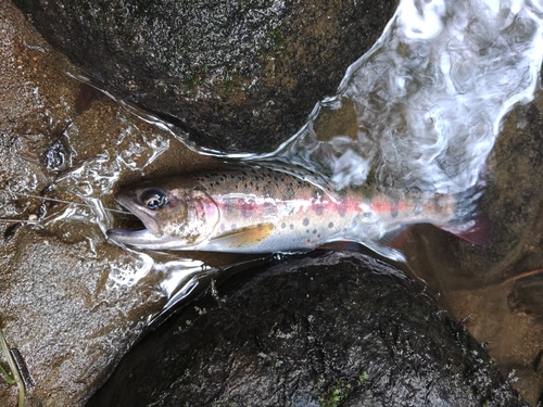 ヤマメの釣果