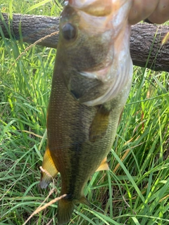 ラージマウスバスの釣果