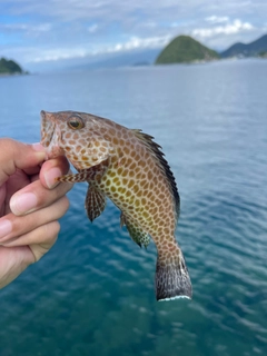 オオモンハタの釣果