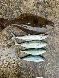 ヒラメの釣果