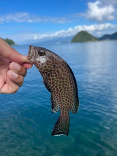 オオモンハタの釣果