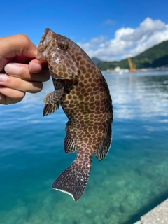 オオモンハタの釣果