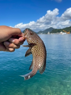 オオモンハタの釣果