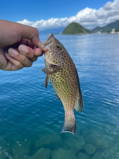 オオモンハタの釣果