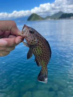 オオモンハタの釣果