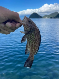 オオモンハタの釣果