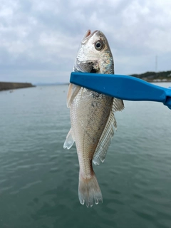 イシモチの釣果