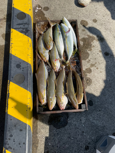 ショゴの釣果