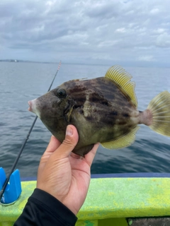 カワハギの釣果