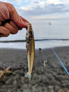 キスの釣果