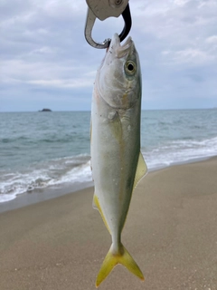 ツバスの釣果