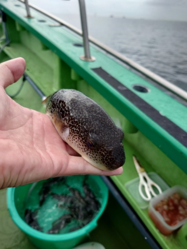 ショウサイフグの釣果