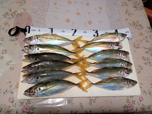 マアジの釣果